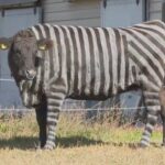 レス22番の画像1