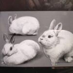 レス13番の画像1